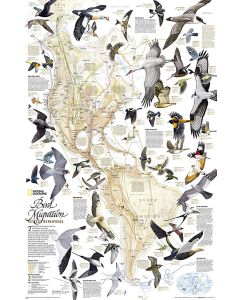 Bird Migration Western Hemisphere Map Laminated